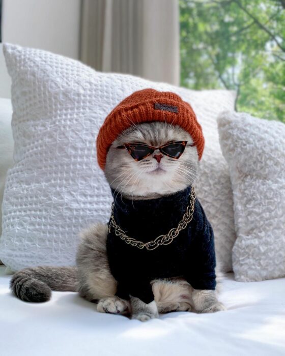 Benson, el felino a la moda; gato gris con rayas negras vestido con gorro tejido anaranjado, suéter negro y cadena plateada
