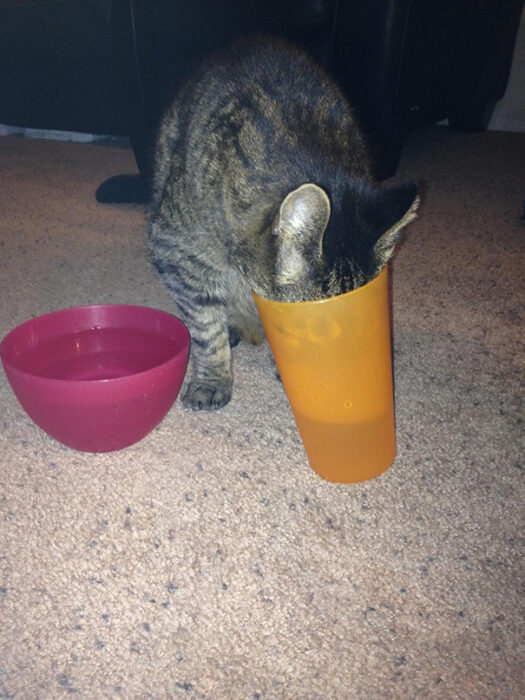 Gato café con manchas negras tomando agua de un vaso de plástico color naranja y a un lado un recipiente rosa de plástico 