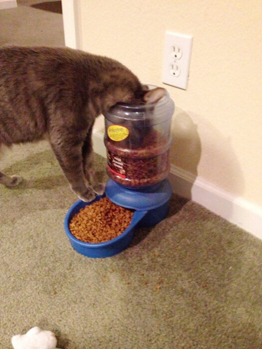 Gato café comiendo de la parte superior de su recipiente azul de comida 