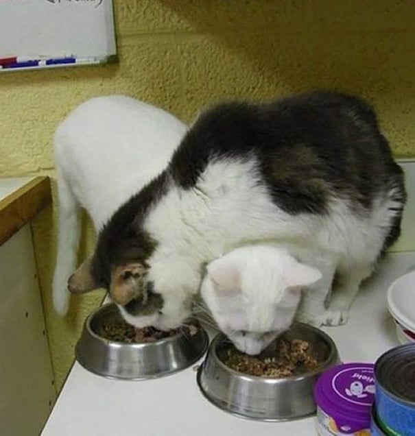 Gato blanco y gato blanco con lomo oscuro comen cruzando sus cabezas de sus recipientes metálicos 