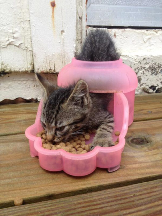 Gatito café con negro comiendo croquetas de manera extraña en un recipiente rosa de plástico