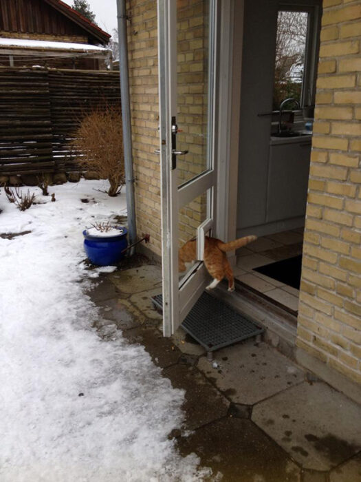 Gato gordo y naranja atorado en una puerta blanca con vidrio