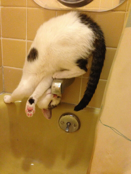Gato blanco con manchas negras tomando agua de la bañera en posición extraña