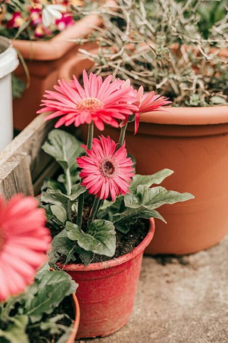 Gerbera en maceta de barro