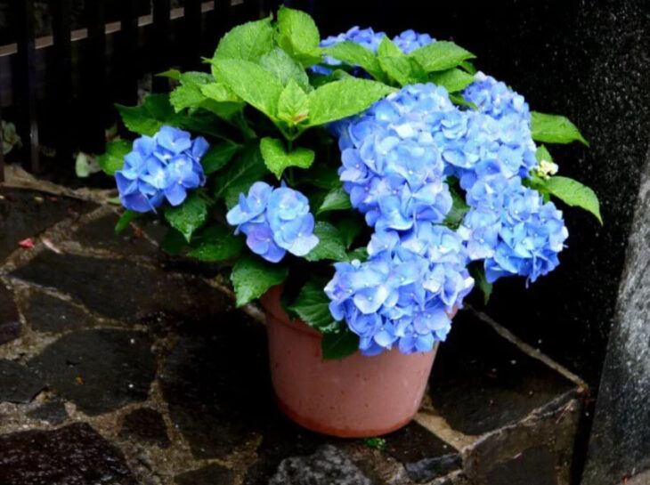 Hortensias azules en maceta de barro