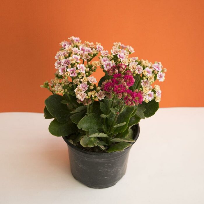 Kalanchoe en maceta negra