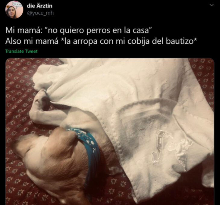 Memes de mamás latinas que no querían perros y terminaron amándolos; perrito blanco dormido y cobijado
