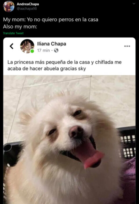 Memes de mamás latinas que no querían perros y terminaron amándolos; perrito Pomerania color blanco sonriendo