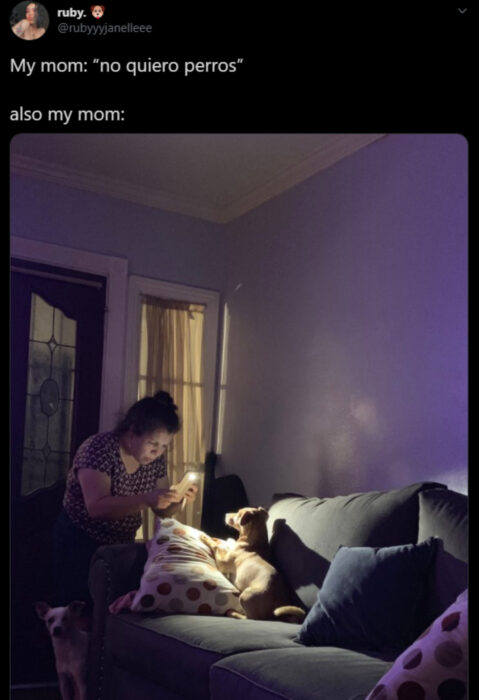 Memes de mamás latinas que no querían perros y terminaron amándolos; señora tomándole fotos a sus perritos en la noche