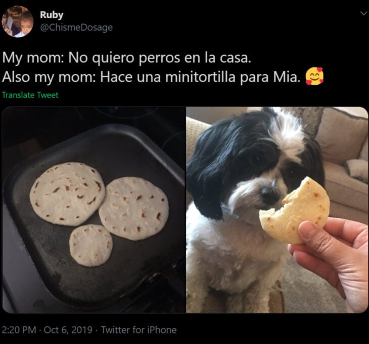 Memes de mamás latinas que no querían perros y terminaron amándolos; perrito pequeño y peludo color blanco con negro comiendo tortilla de harina