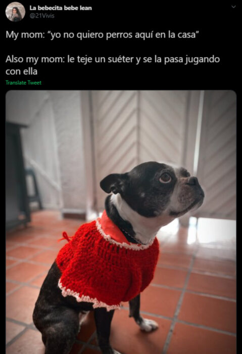 Memes de mamás latinas que no querían perros y terminaron amándolos, perrito bulldog francés color negro con blanco y un suéter tejido rojo de Navidad