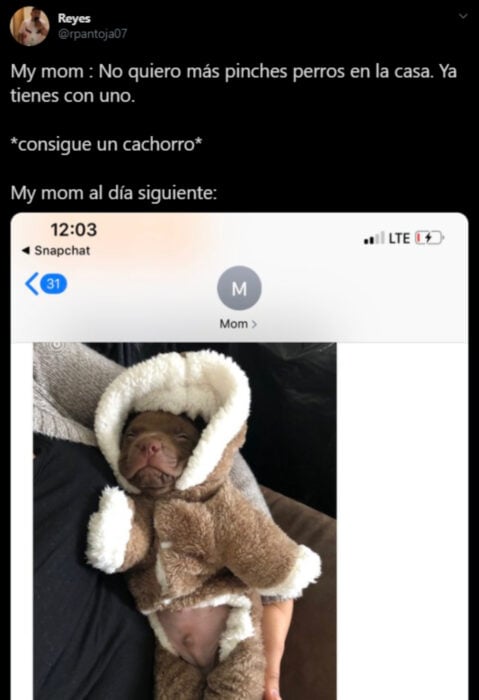 Memes de mamás latinas que no querían perros y terminaron amándolos; perrito pitbull cachorro dormido con su traje de pana con gorrito