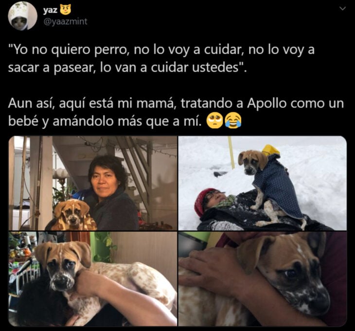 Memes de mamás latinas que no querían perros y terminaron amándolos; señora con su perro bóxer color blanco con manchas café