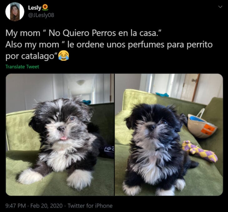 Memes de mamás latinas que no querían perros y terminaron amándolos; perrito peludo pequeño color negro con blanco