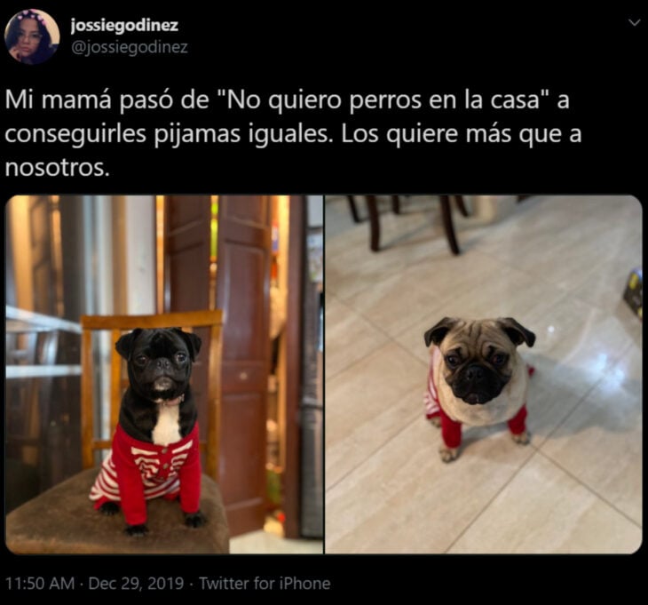Memes de mamás latinas que no querían perros y terminaron amándolos; perritos pug café y negro con pijamas que combinan