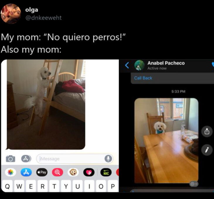 Memes de mamás latinas que no querían perros y terminaron amándolos; perrito french poodle blanco posando para fotos, subiendo escalera y en el comedor