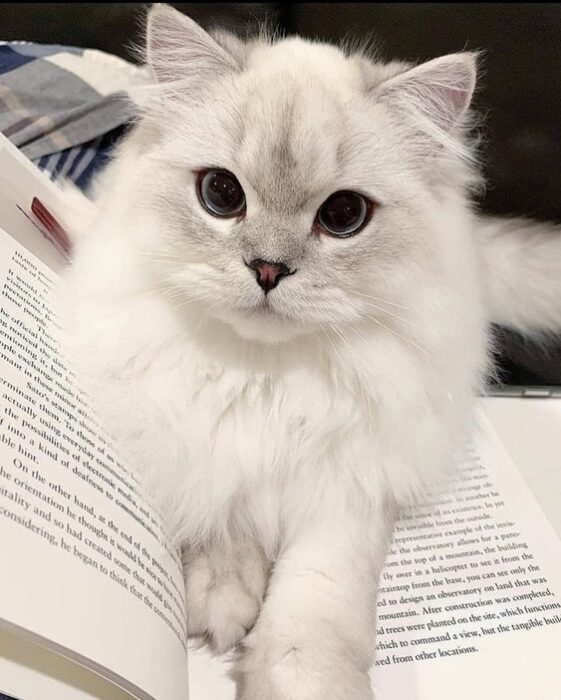 Gato blanco de pelaje largo con pupilas negras dilatadas recostado sobre un libro abierto