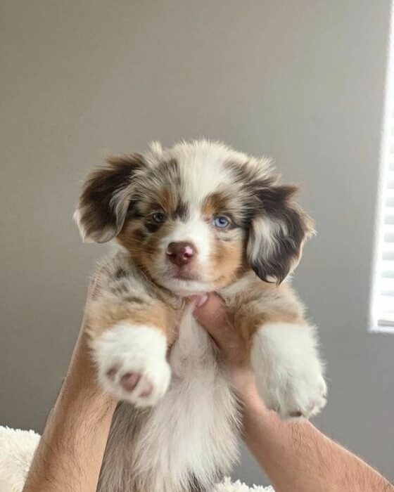 Manos de hombre sosteniendo a cachorro border collie blanco con manchas cafés y beige en habitación blanca