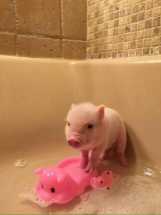 Cerdito mini pig tomando una ducha en una bañera apoyando sus patas delanteras en un juguete rosa de cerdito