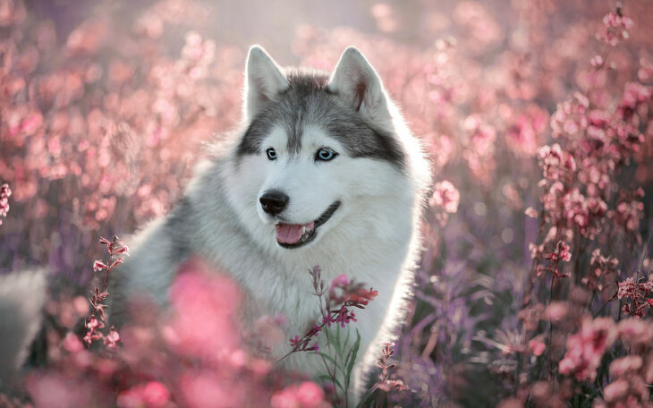 Perro husky  blanco con gris en medio de un campo de flores rosas