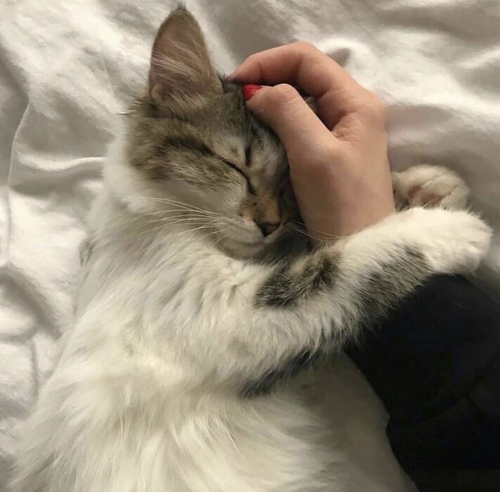 Mano acariciando la cabeza de un gatito blanco con manchas cafés en una cama con sábanas blancas