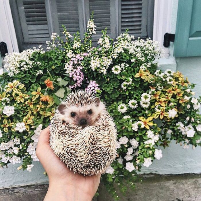 Mano sosteniendo a erizo hecho bolita frente a un arbusto con flores