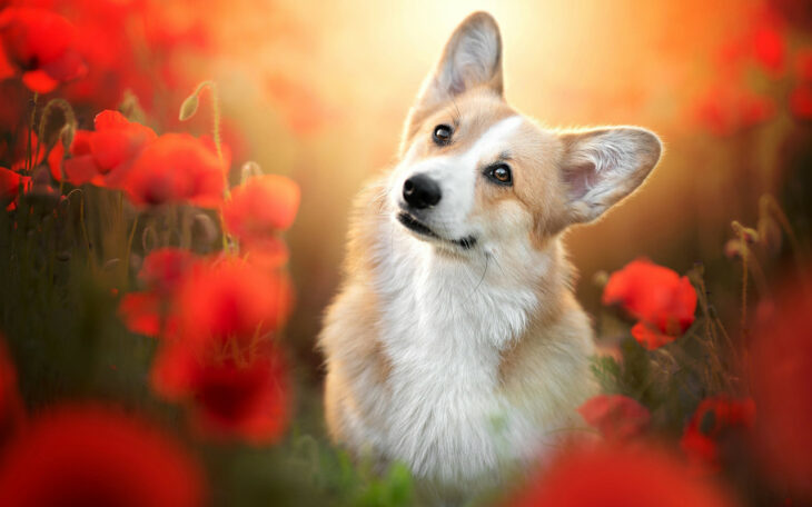 Perro corgi inclinando la cabeza de lado en un campo de flores naranjas