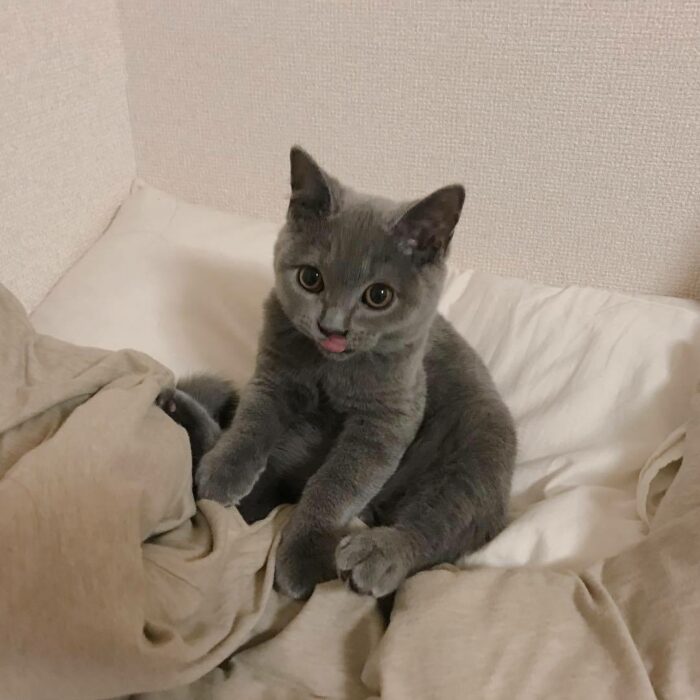 Gatito gris sentado en una cama con sábanas blancas y cobija café