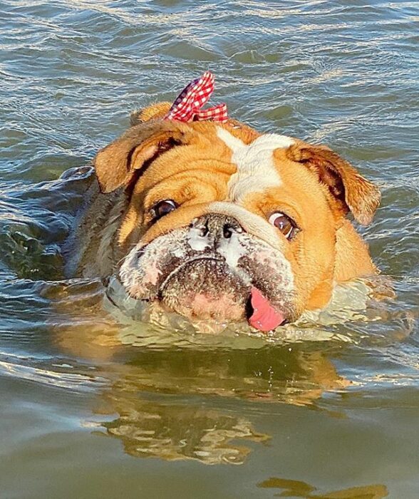 Perrito bull dog nadando en el lago