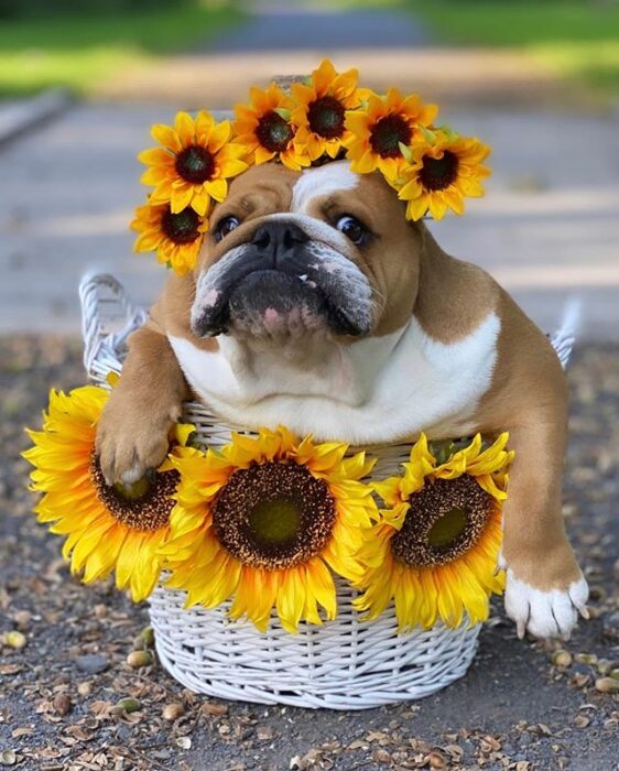 Perrito bull dog disfrazado con flores de girasol