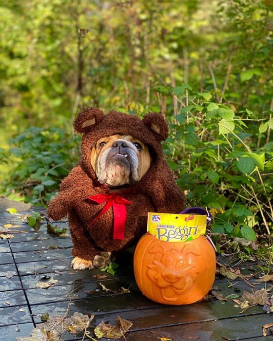 Perrito bull dog disfrazado como oso