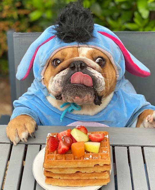 Perrito bull dog comiendo waffles