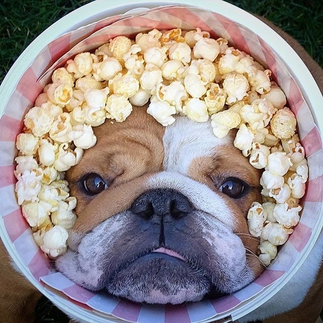 Welpe Bulldogge in einem Popcorn-Topf versteckt