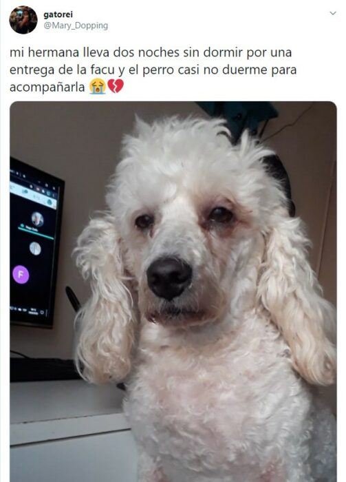 Perrito desvelado junto a una computadora