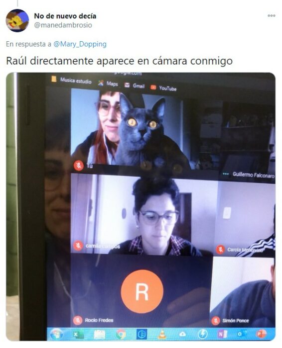 Gatito en plena clase virtual 