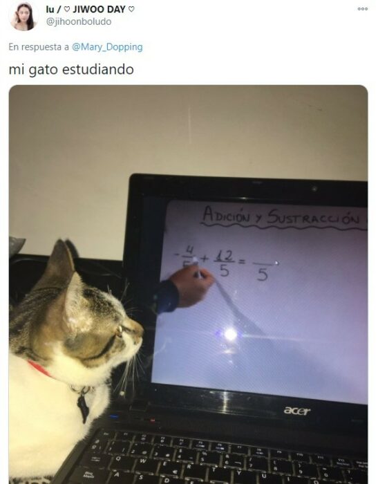 Gatito aprendiendo calculo de manera virtual