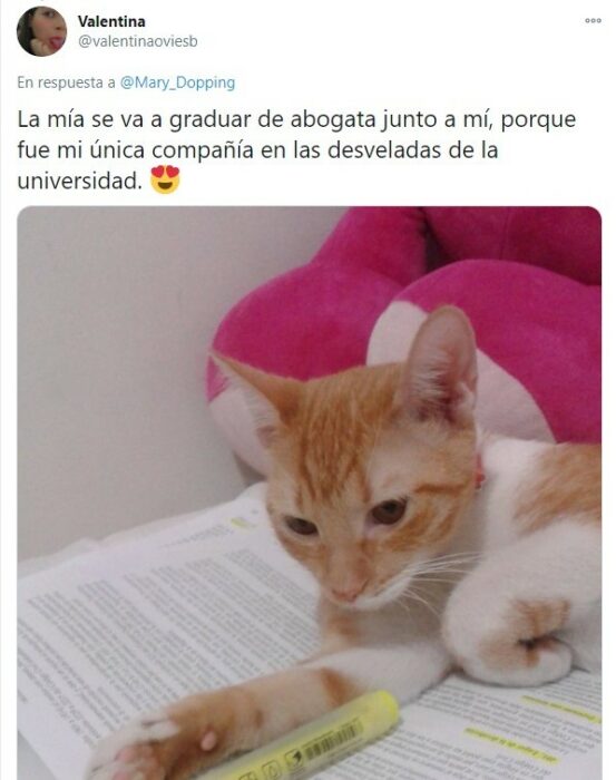 Gatito recostado sobre un libro de texto