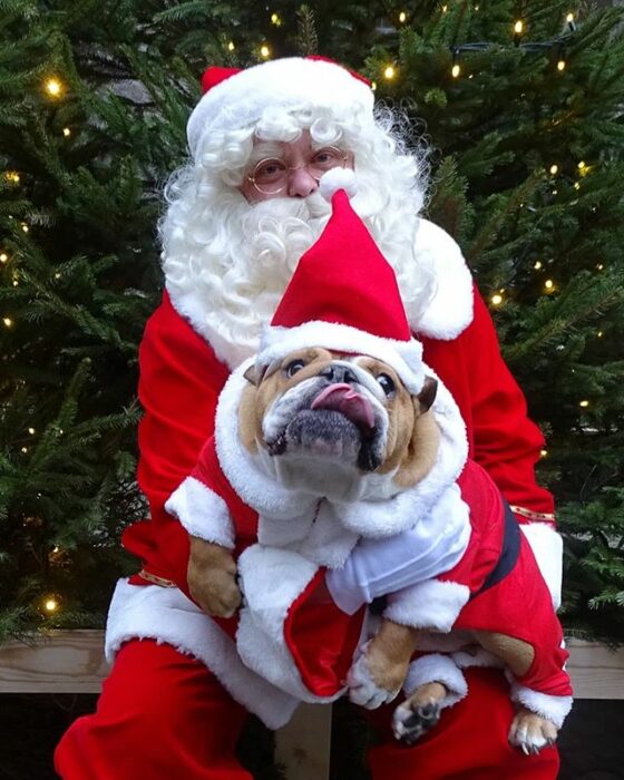 Perrito bull dog disfrazado de Santa Claus