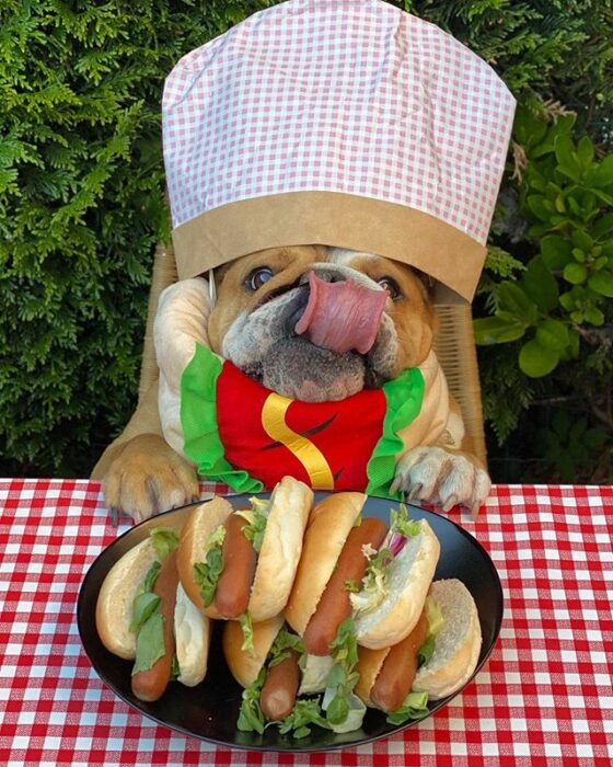 Perrito bull dog disfrazado como parrillero