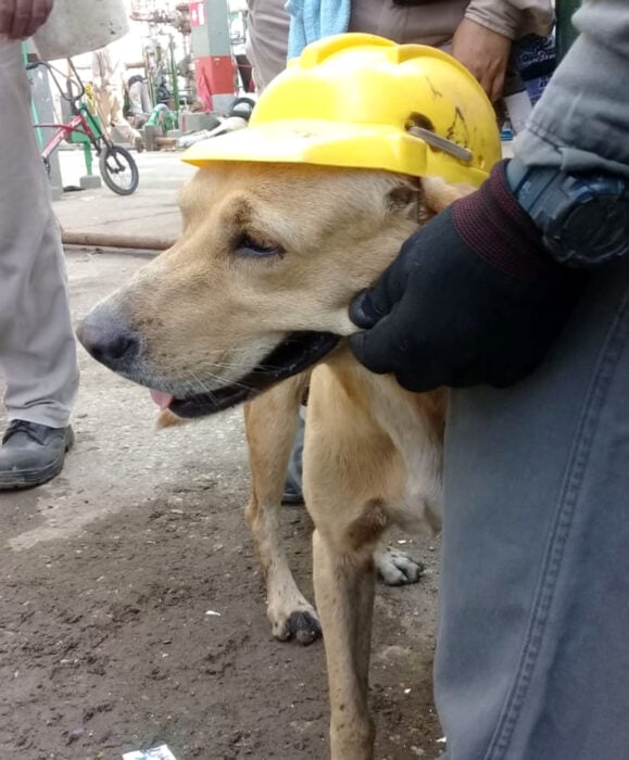 Perrote, perro labrador dorado que trabaja en Pemex, con su casco