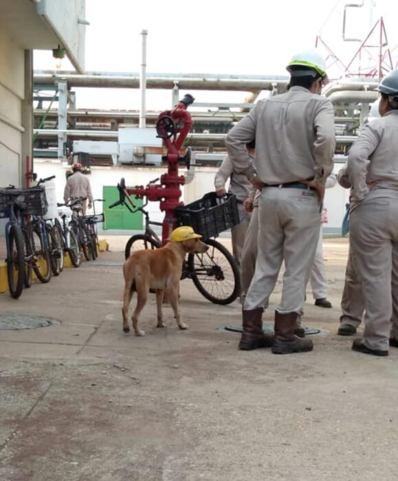 Perrote, perro labrador dorado que trabaja en Pemex, con su casco