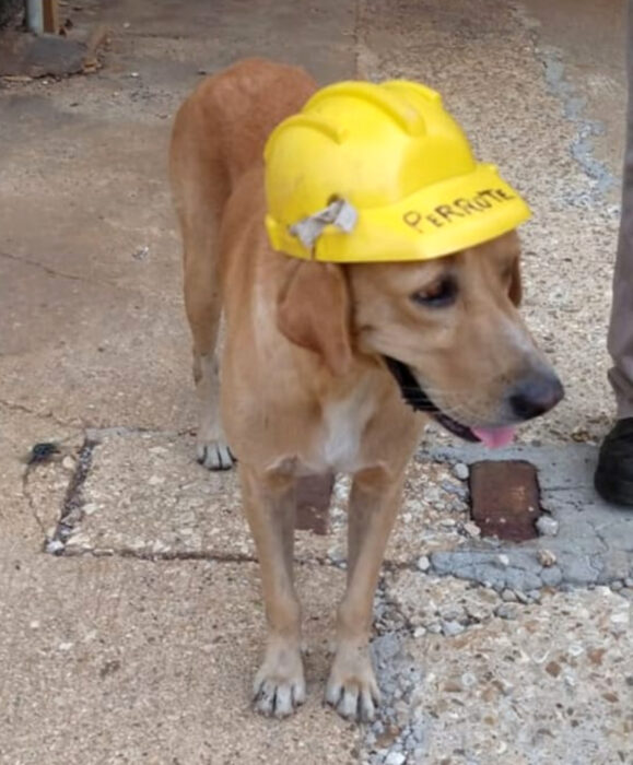 Perrote, perro labrador dorado que trabaja en Pemex, con su casco