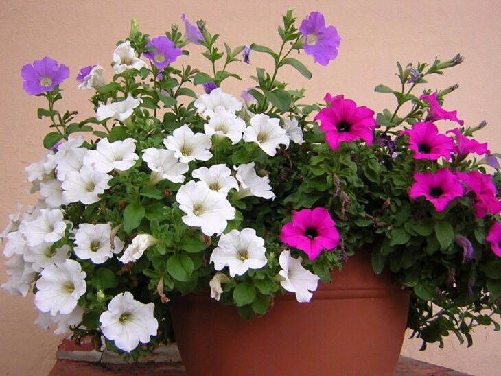 Petunias blancas y rosas