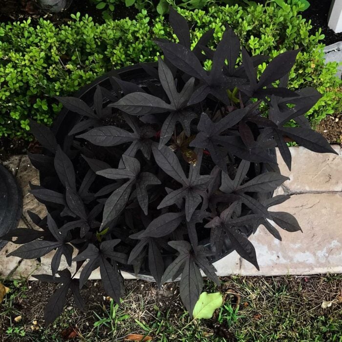Plantas negras para tu jardín