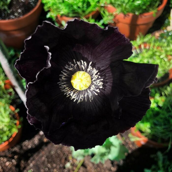 Plantas negras para tu jardín