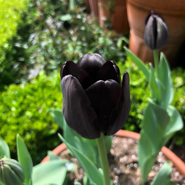 Plantas negras para tu jardín