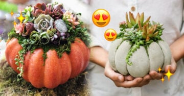 Las calabazas con suculentas se convertirán en tu decoración favorita de otoño