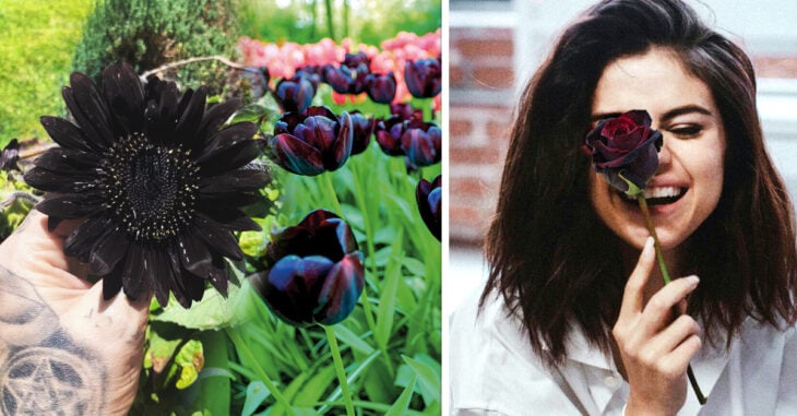13 Tipos de plantas negras para decorar tu jardín