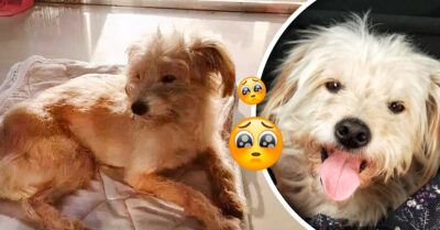 Este perrito recorrió 50 kilómetros durante 26 días para volver a casa