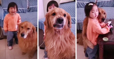 Perrito defiende a su pequeña dueña de los regaños de mamá